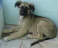 Paloma
