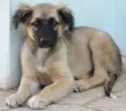 Paloma