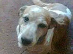 Cachorro ra a SRD idade 2 anos nome PROCURA-SE Perdido