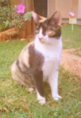 Lola