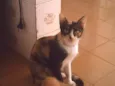 Lola