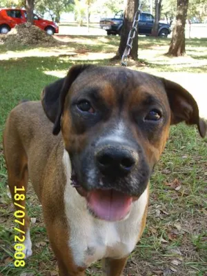 Cachorro raça SRD idade  nome Perdido - Procura-s
