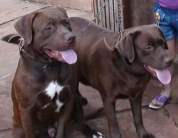 Cachorro ra a Labrador e Mestiça idade 3 anos nome PROCURA e Gratifica