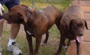 Cachorro raça Labrador e Mestiça idade 3 anos nome PROCURA e Gratifica