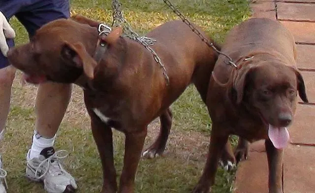 Cachorro ra a Labrador e Mestiça idade 3 anos nome PROCURA e Gratifica