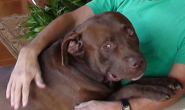 Cachorro ra a Labrador e Mestiça idade 3 anos nome PROCURA e Gratifica