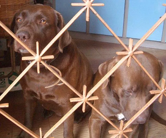 Cachorro ra a Labrador e Mestiça idade 3 anos nome PROCURA e Gratifica