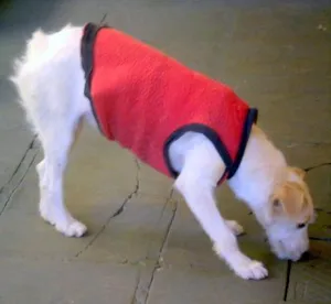 Cachorro raça Mestiço com poodle idade 7 a 11 meses nome Espuleta e Macabea