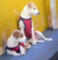 Espuleta e Macabea