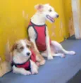 Espuleta e Macabea
