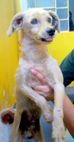 Cachorro raça Poodle idade 2 anos nome Salomão