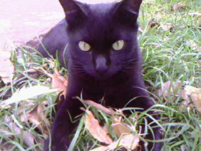 Gato ra a SRD idade 2 anos nome Procura DESAPARECID