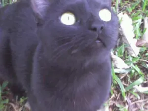 Gato raça SRD idade 2 anos nome Procura DESAPARECID