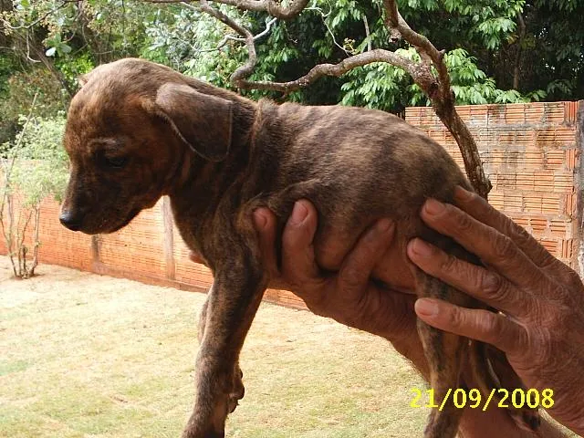 Cachorro ra a Sem Raça Definida idade 2 a 6 meses nome   Malhadinho