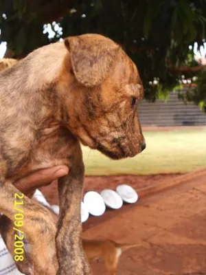 Cachorro raça Sem Raça Definida idade 2 a 6 meses nome   Malhadinho