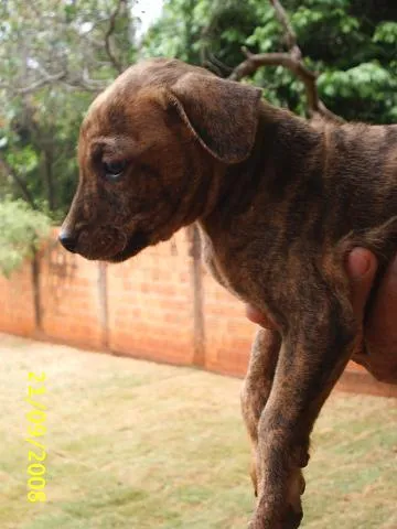 Cachorro ra a Sem Raça Definida idade 2 a 6 meses nome   Malhadinho
