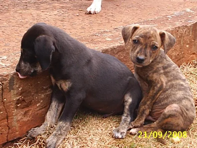 Cachorro ra a Sem Raça Definida idade 2 a 6 meses nome   Malhadinho