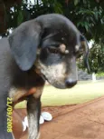   Neguinho