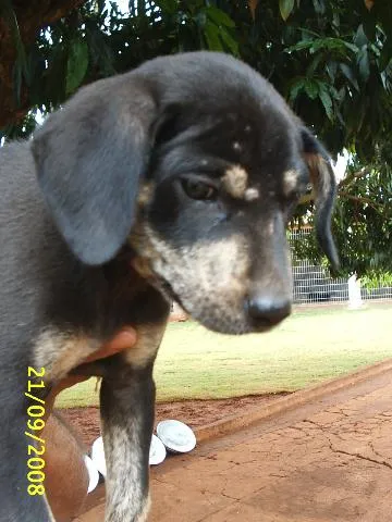 Cachorro ra a Sem Raça Definida idade Abaixo de 2 meses nome   Neguinho
