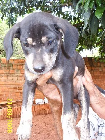Cachorro ra a Sem Raça Definida idade Abaixo de 2 meses nome   Neguinho