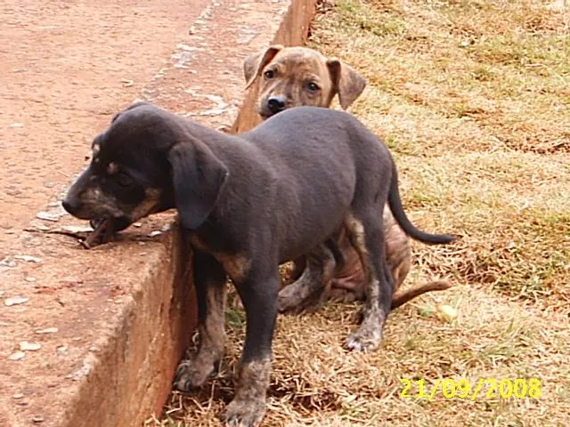 Cachorro ra a Sem Raça Definida idade Abaixo de 2 meses nome   Neguinho