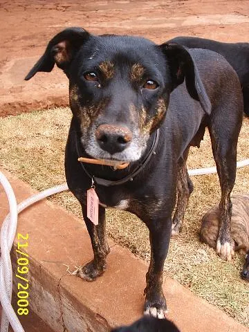 Cachorro ra a Sem Raça Definida idade 6 ou mais anos nome   Negona