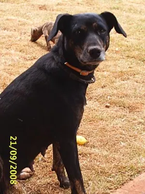 Cachorro raça Sem Raça Definida idade 6 ou mais anos nome   Negona