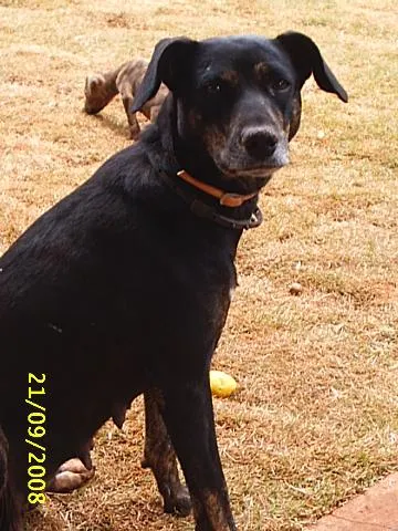 Cachorro ra a Sem Raça Definida idade 6 ou mais anos nome   Negona