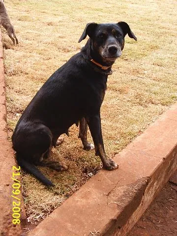 Cachorro ra a Sem Raça Definida idade 6 ou mais anos nome   Negona