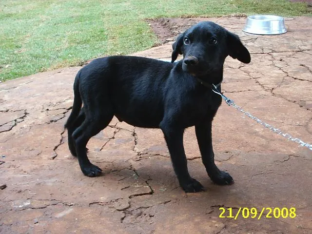 Cachorro ra a Sem Raça Definida idade 2 a 6 meses nome   Filhotão