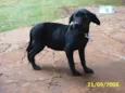 Filhotão