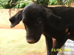 Cachorro raça Sem Raça Definida idade 2 a 6 meses nome   Filhotão