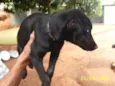   Filhotão