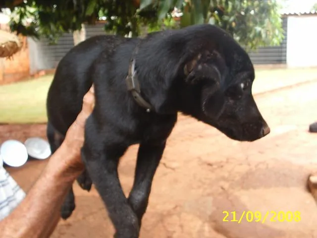Cachorro ra a Sem Raça Definida idade 2 a 6 meses nome   Filhotão