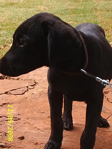 Cachorro ra a Sem Raça Definida idade 2 a 6 meses nome   Filhotão