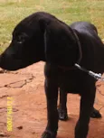 Filhotão