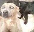 2 Filhotes e a Mãe