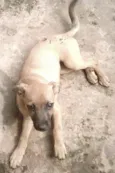 2 Filhotes e a Mãe