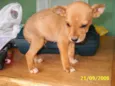Pequeno