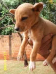 Pequeno