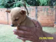 Pequeno