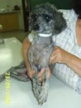 Encontrada !!!!