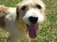 Ruffus