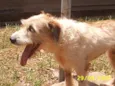 Ruffus