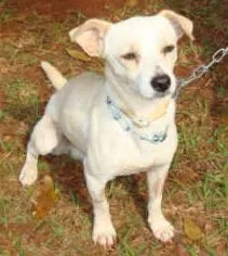Cachorro ra a SRD idade 2 anos nome    Fred