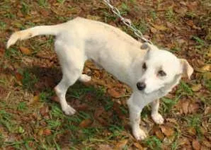 Cachorro ra a SRD idade 2 anos nome    Fred