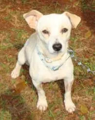 Cachorro ra a SRD idade 2 anos nome    Fred