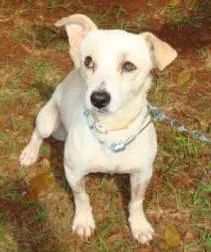 Cachorro ra a SRD idade 2 anos nome    Fred