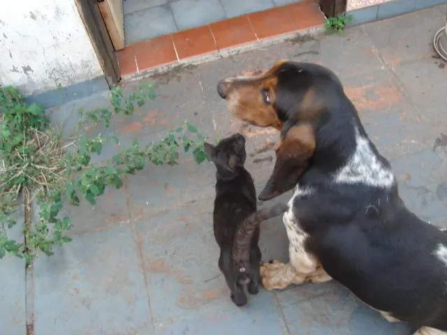 Cachorro ra a Basset hound idade 3 anos nome Bob