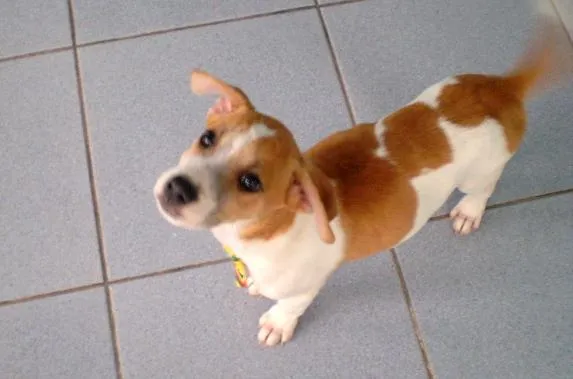 Cachorro ra a mistura com pit bull idade 2 a 6 meses nome Tony